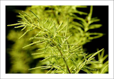 Astilbe_X_1_04-06-2006.jpg