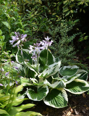 Hosta-Minuteman.15-4.jpg