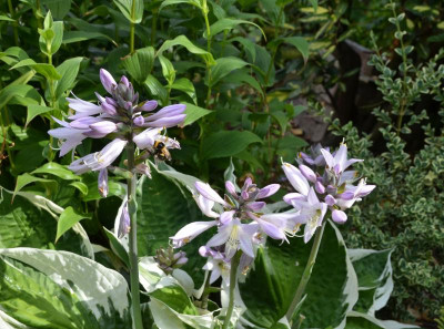 Hosta-Minuteman.15-3.jpg