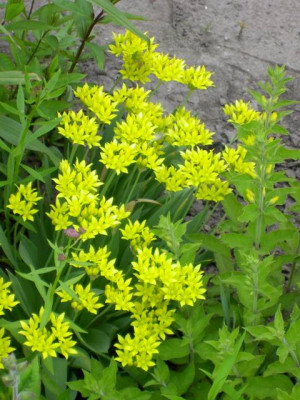 20040605_Allium_molly.jpg