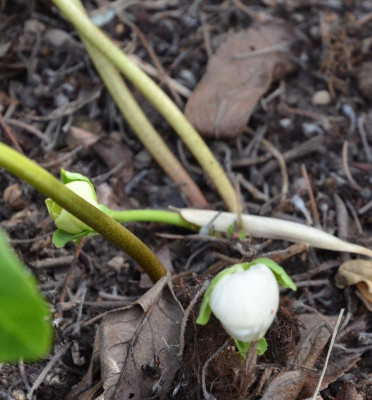 Helleborus_niger.15-2.jpg