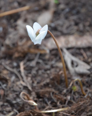 Cyclamen_hederifolia.15-1.jpg