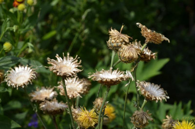 Centaurea_glastifolia.15-7.jpg