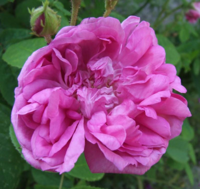 2006-06-12_blush_damask.jpg