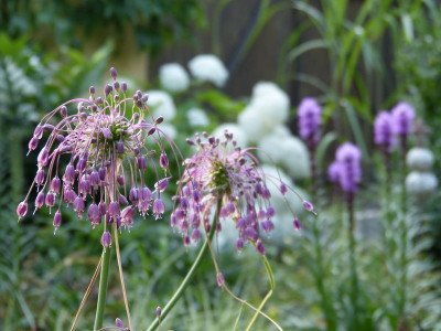 2015-07-24 Gartenimpressionen 1.jpg