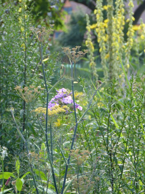 2015-07-24 Gartenimpressionen 2.jpg