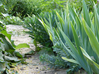 2015-07-24 Gartenimpressionen 3.jpg
