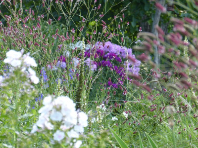 2015-07-24 Gartenimpressionen 4.jpg
