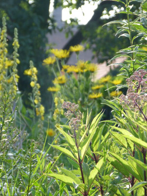 2015-07-24 Gartenimpressionen 5.jpg