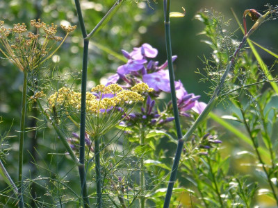 2015-07-24 Gartenimpressionen 6.jpg