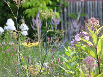 2015-07-24 Gartenimpressionen 7.jpg