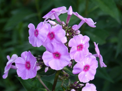 2015-07-24 Phlox 'Eva Cullum'.jpg
