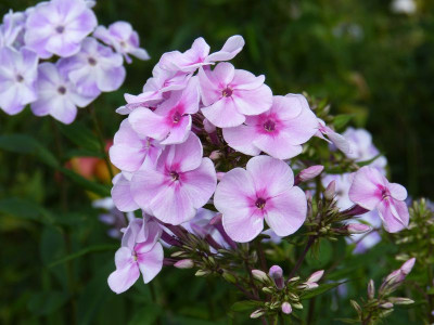 2015-07-24 Phlox 'Joli Coer' 1.jpg