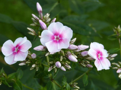2015-07-24 Phlox 'Kirmesländler'.jpg