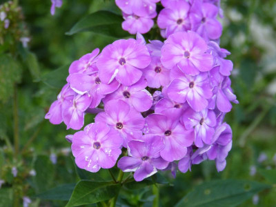 2015-07-24 Phlox 'Laura'.jpg