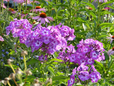 2015-07-24 Phlox 'Uspech'.jpg