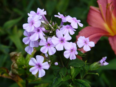 2015-07-24 Phlox 'Lichtspel'.jpg
