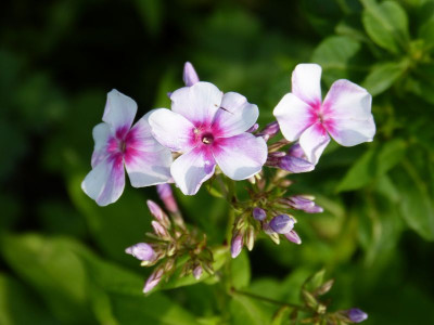 2015-07-24 Phlox 'Wildfang'.jpg