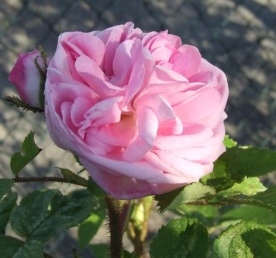 2006-06-12_unbekannte_moosrose.jpg