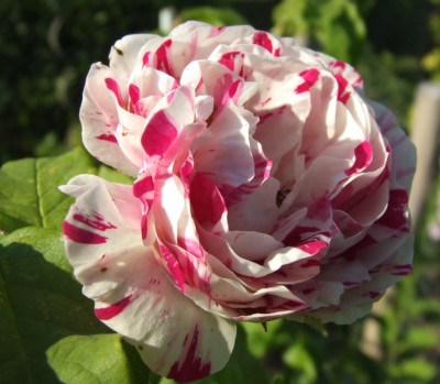 2006-06-12_variegata_di_bologna.jpg