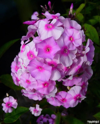 флоксы (10).JPG