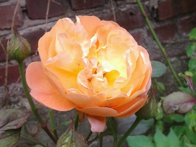 20150724_131629.jpg
