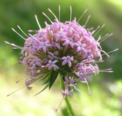 Phuopsis_stylosa_k.jpg