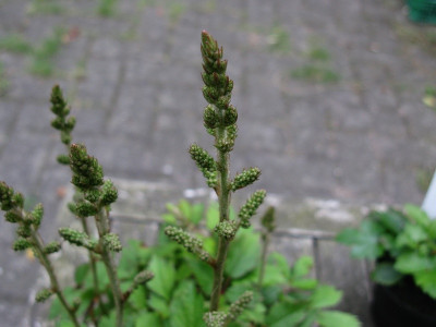 Knospe Pumila vegetativ (Kopie).jpg
