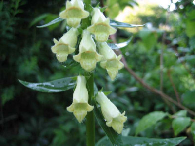 Digi._lutea2.JPG