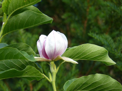 2015-07-24 Magnolia soulangeana.jpg