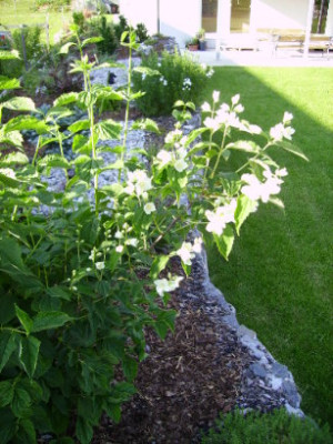 PICT0921.JPG