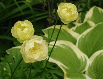 Trollius_Alabaster.jpg