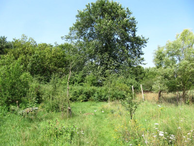 Schneebeerendickicht3.jpg