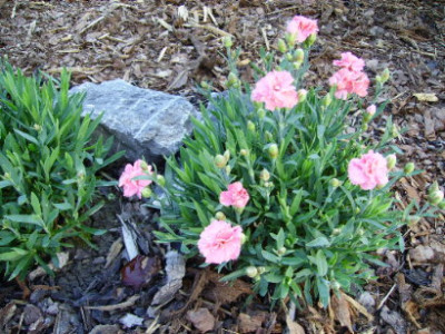 PICT0926.JPG