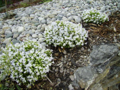 PICT0925.JPG
