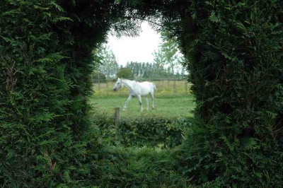 Gartenansichten_Pferd_1_04-06-2006.jpg