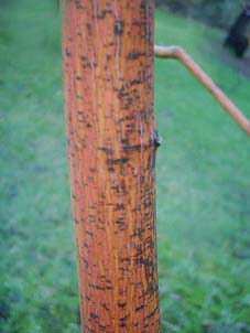 Acer_pen_Erythrocladum_B2.jpg