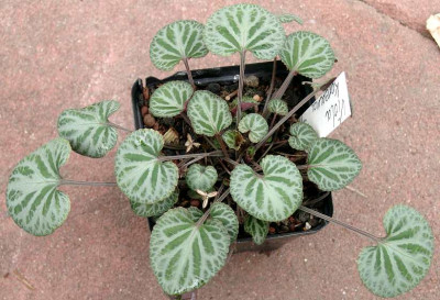 04270014_eViola_variegata_Sylettas.JPG