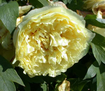 Alice_Harding_N_274041_1.JPG