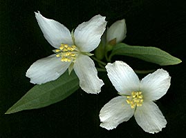 Philadelphus_coronarius_0406.jpg