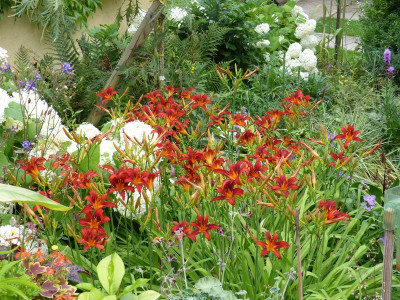 2015-07-25 Hemerocallis 'Crimson Pirate' 1.jpg
