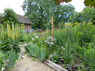 2015-07-25 Ahornbeet 1.jpg
