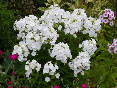 2015-07-25 Phlox cf. 'Eisberg'.jpg