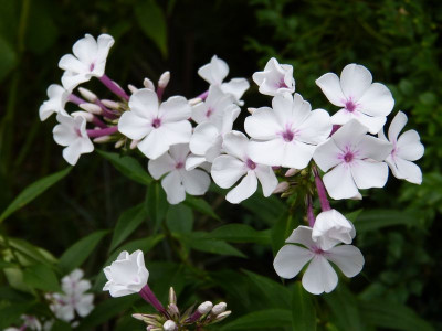 2015-07-25 Phlox 'Nirvana'.jpg