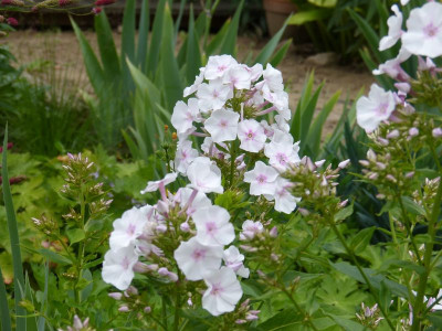 2015-07-25 Phlox 'Omas Jugendzeit'.jpg