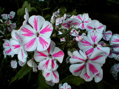 07.23.2015.jpg (72).JPG