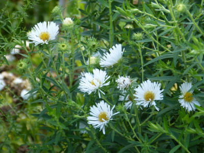 2015-07-24 Aster novae-angliae 'Herbstschnee'.jpg