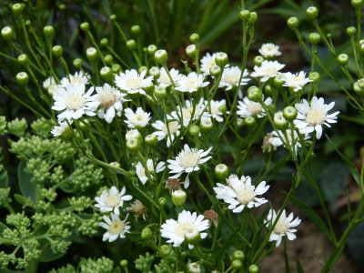 2015-07-25 Aster ptarmicoides 'Mago'.jpg
