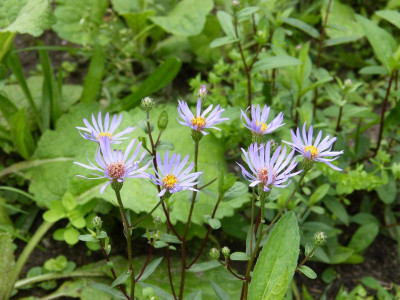 2015-07-25 Aster radula 'August Sky'.jpg