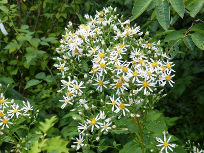 2015-07-25 Aster schreberi.jpg